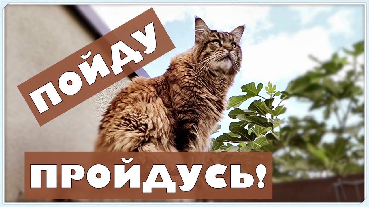 Кот Вилли, кошка Анфиса и котик Арчи  гуляют по альпийскому селу