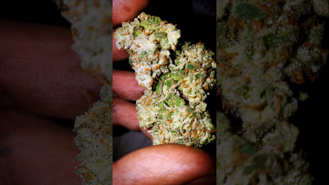 STRAIN -WHITE WIDOW x NORTHERN LIGHTS