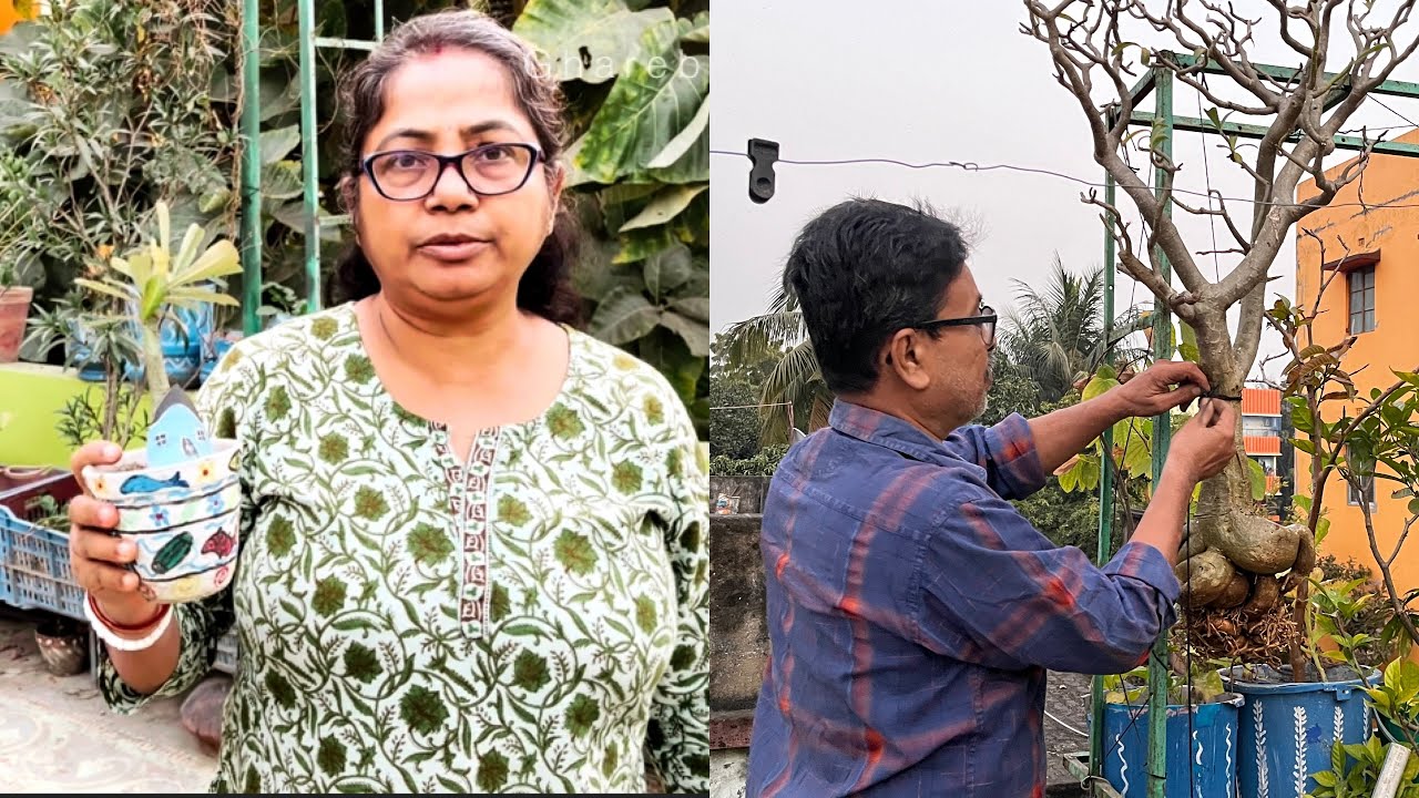 অ্যাডেনিয়ার গাছের যত্ন @GhareBaire1 