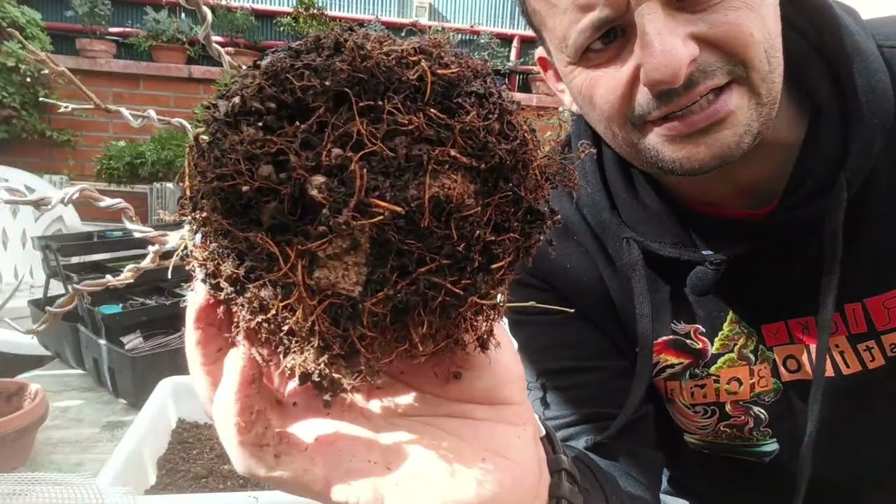 MORERA blanca BONSAI en ROCA 😱 White mulberry bonsai on a rock