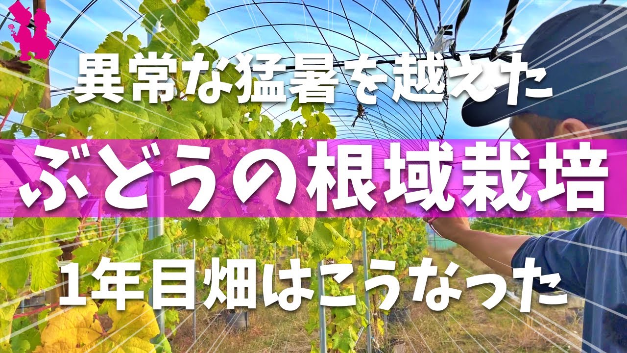 【意外と知らない】ブドウの収穫畑の様子と根域制限栽培の現状