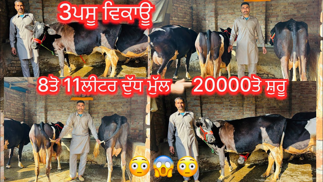 February 12, 2026 📞 +91 97791 84078☎️ #sale #jarsicow #hfcow #viralvideo #share #amritsarpunjab 