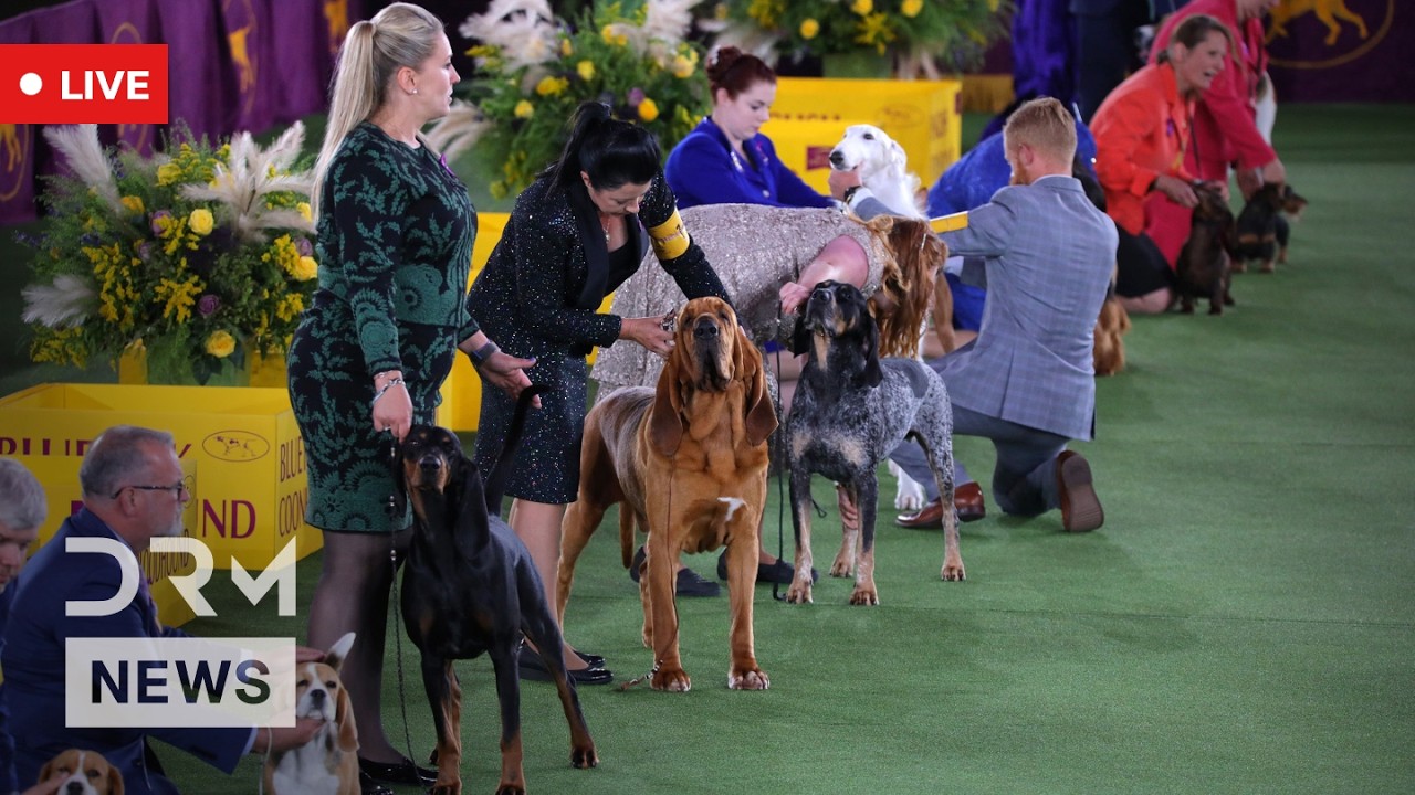 Live: 150th Annual Westminster Dog Show Kicks Off in NYC | AO1N