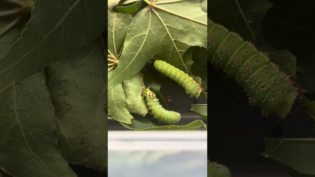 OUR ￼ CATERPILLAR FINALLY SHED!!!!!😄😁