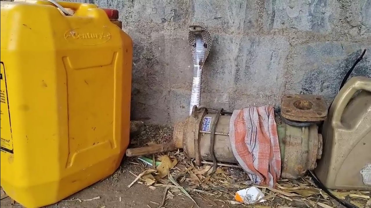 कुत्र्याने घेतला विषारी नाग सापाशी पंगा मग पुढे पहा 😯