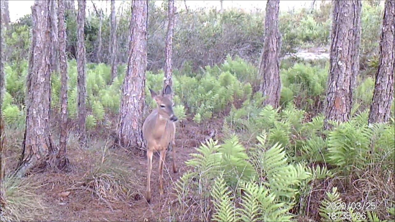 AMAZING TRIAL CAM VIDEO  1 WEEK IN THE WOODS