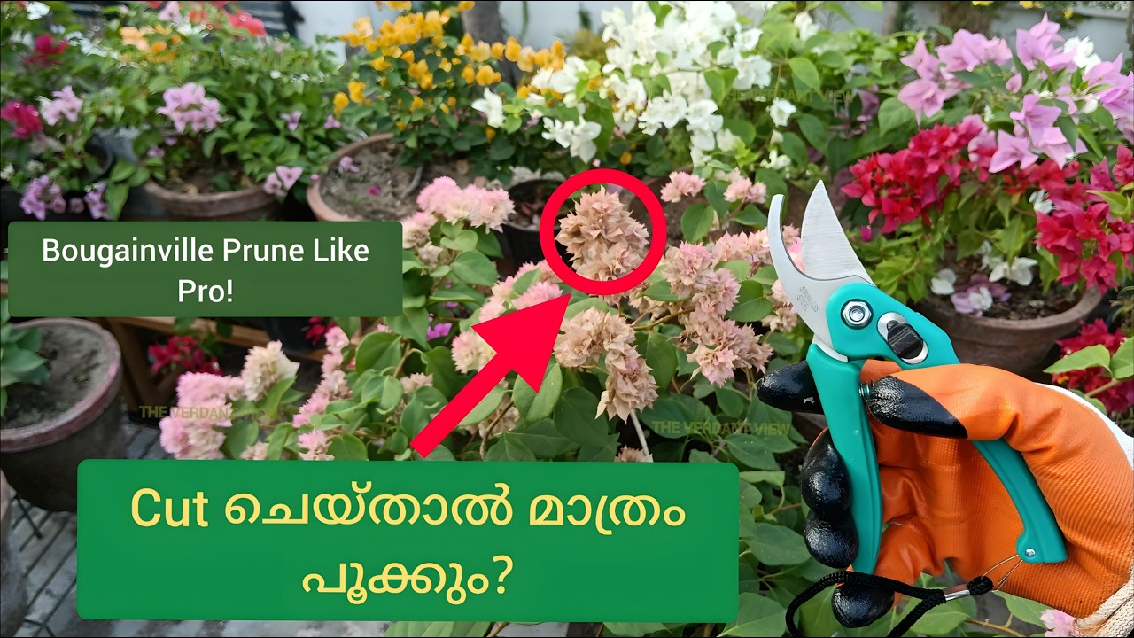 7 Ways to Prune Bougainvillea | കൂടുതൽ പൂക്കൾ ലഭിക്കാൻ Easy Methods.