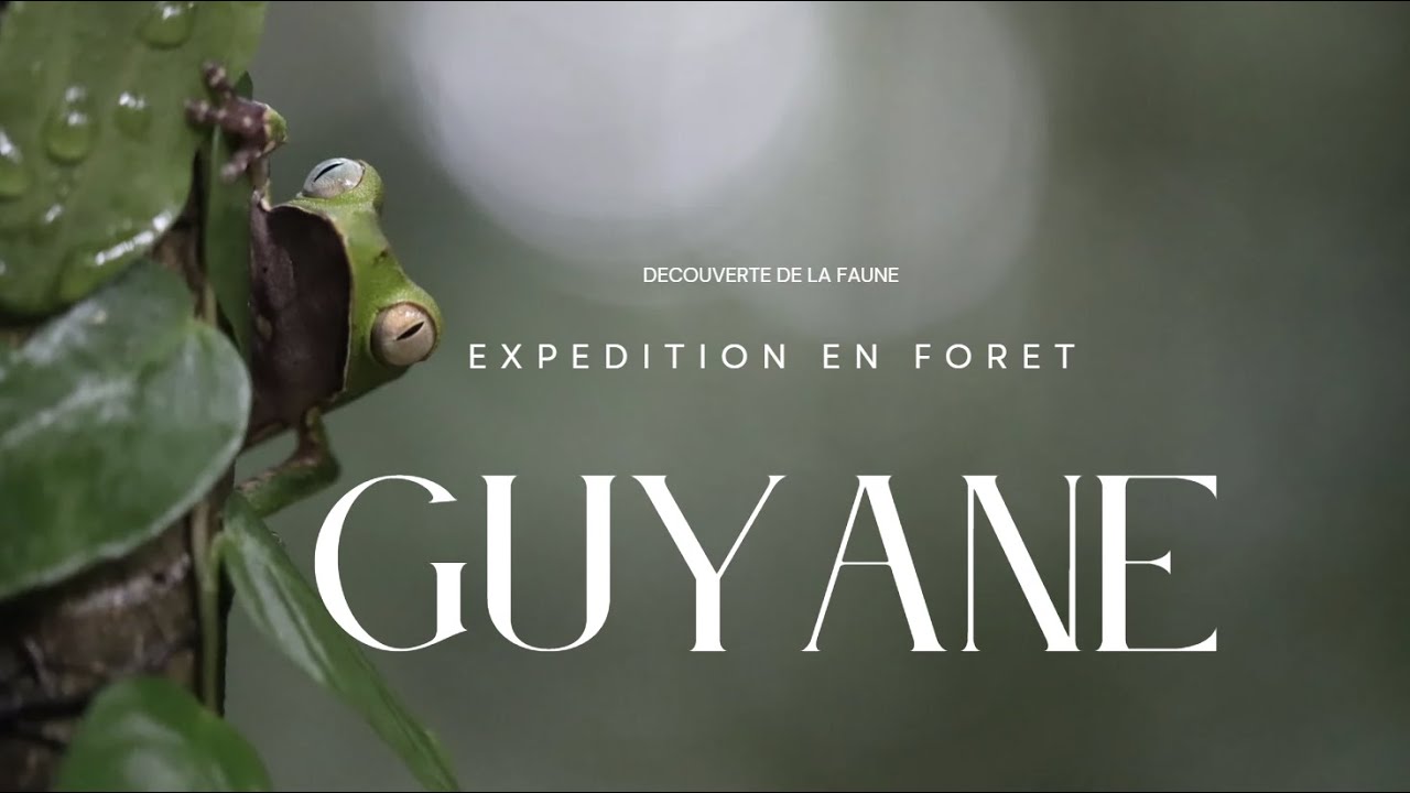 La guyane : découverte de la faune