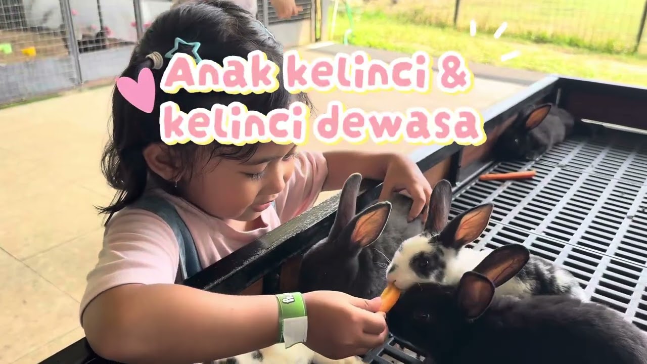 Seru! Animal feeding di Dolan Aviary Dolan sawah wisata di Salatiga