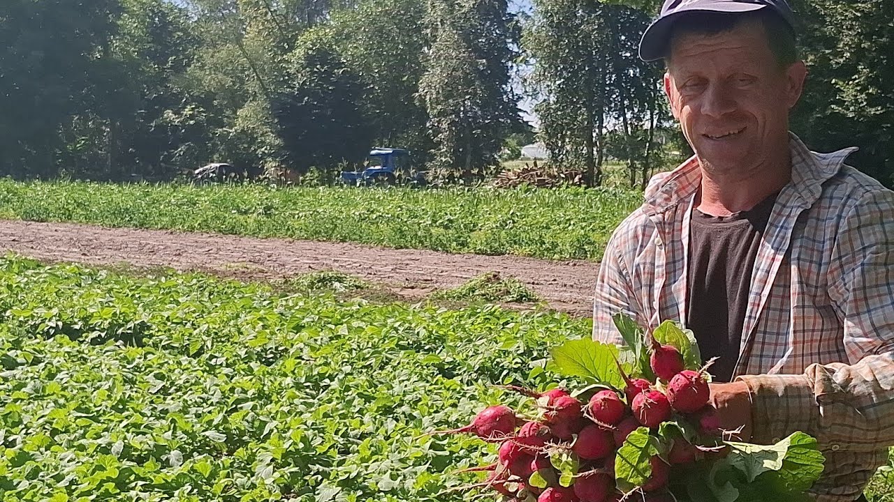 Бізнес на овочах в селі,вигідно❓️Все своє❌️Огірки не продав в бочку запхав‼️В гості До братика 🍅🥒🫑🌶