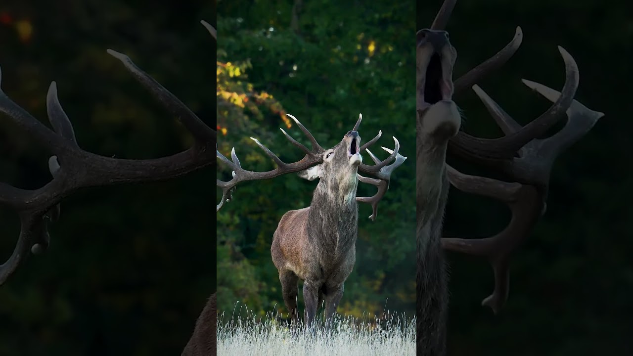 This 'roar' can be heard up to two miles away! ﻿🦌 #RedDeer #Antlers #Shorts