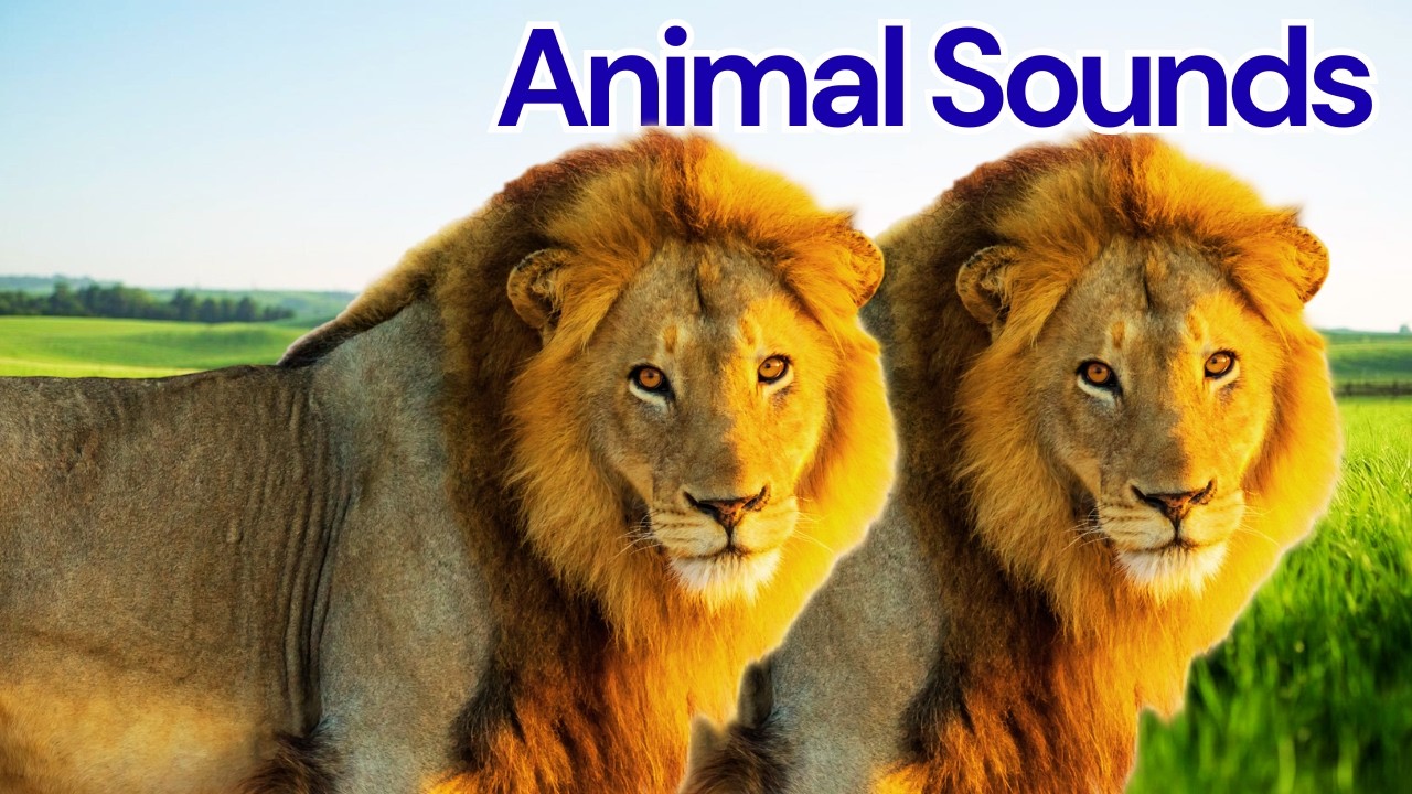 Animal Sounds for Toddlers 🐶🐮 |  Learn 17 Wild Animals with Real Photos | Fun Educational Video