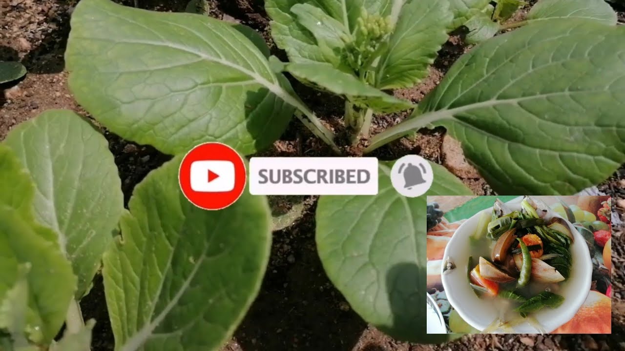 FARM TO TABLE+SINIGANG NA ISDA  #buhayofwsasaudi