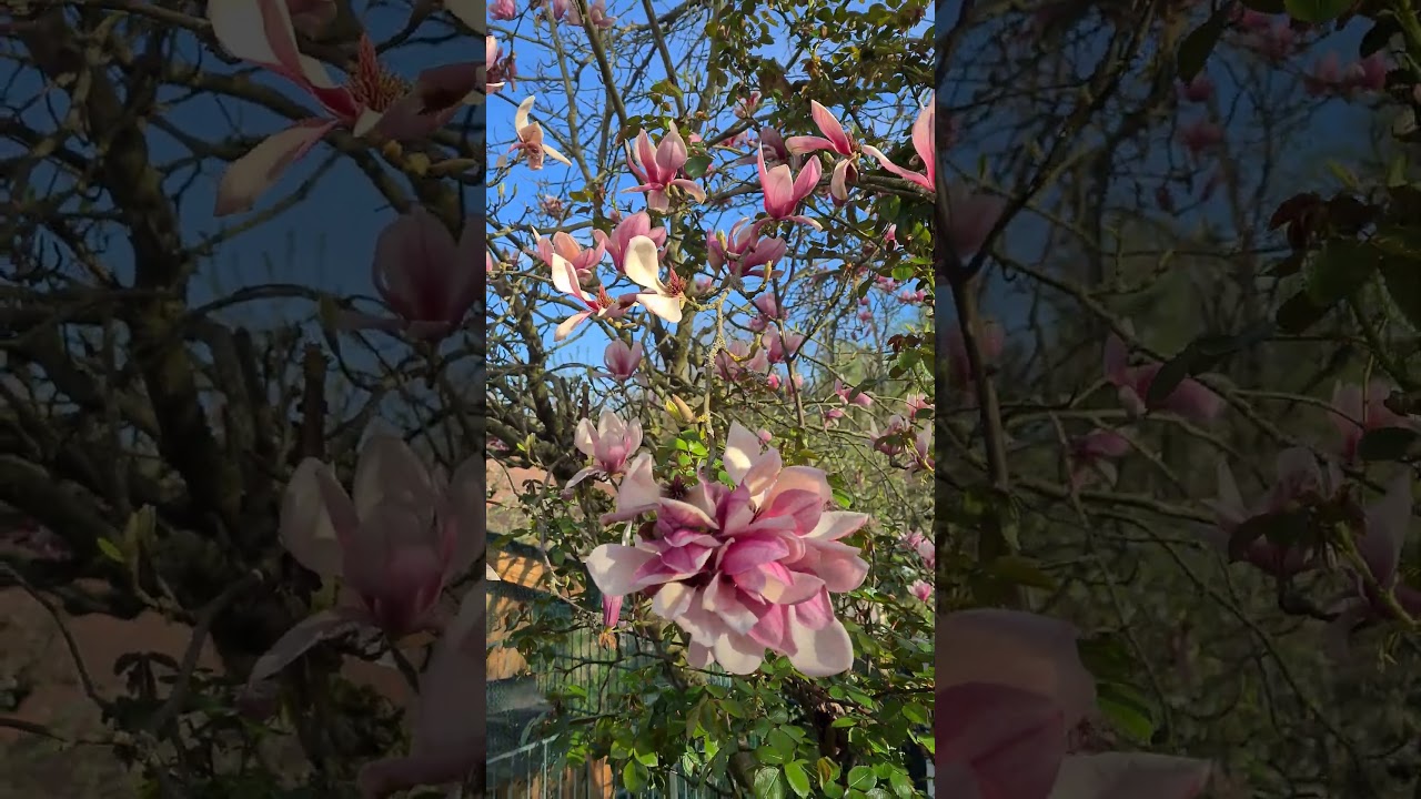 Цветы магнолии #fr&uuml;hling #2025 #plants #garden #julia_i_sad #collection #flowers #magnolia #сад