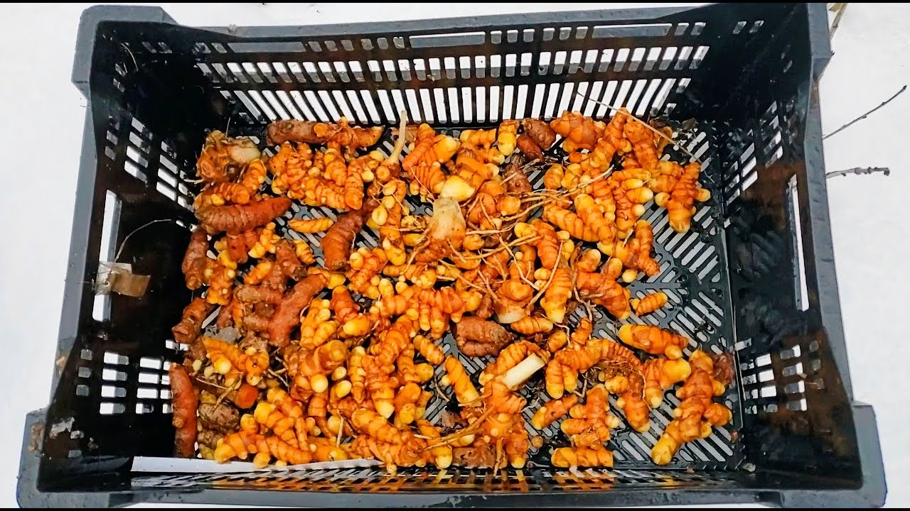 Turmeric Harvesting in Cold Climate!