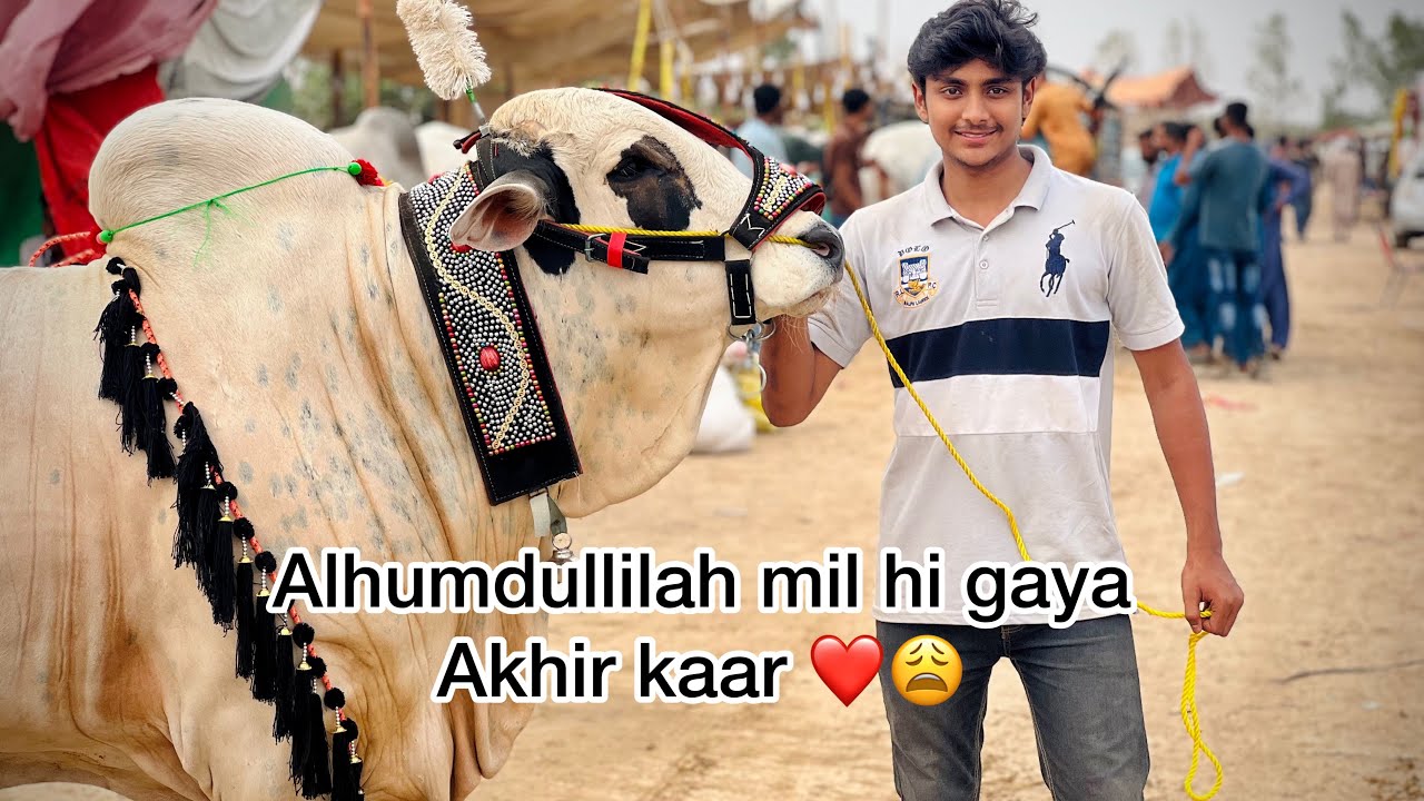 Finally hamain janwar mil gaya | naseeb ka soda | Northen bypass mandi 2023 |