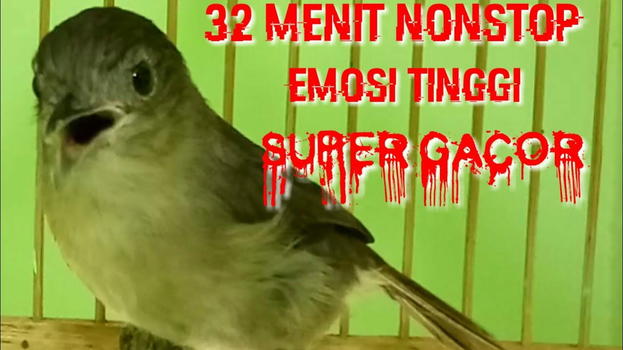 FLAMBOYAN GACOR EMOSI TINGGI NGEBREN  RAPAT NYERECET PALING Ampuh Buat  MASTERAN TERBARU