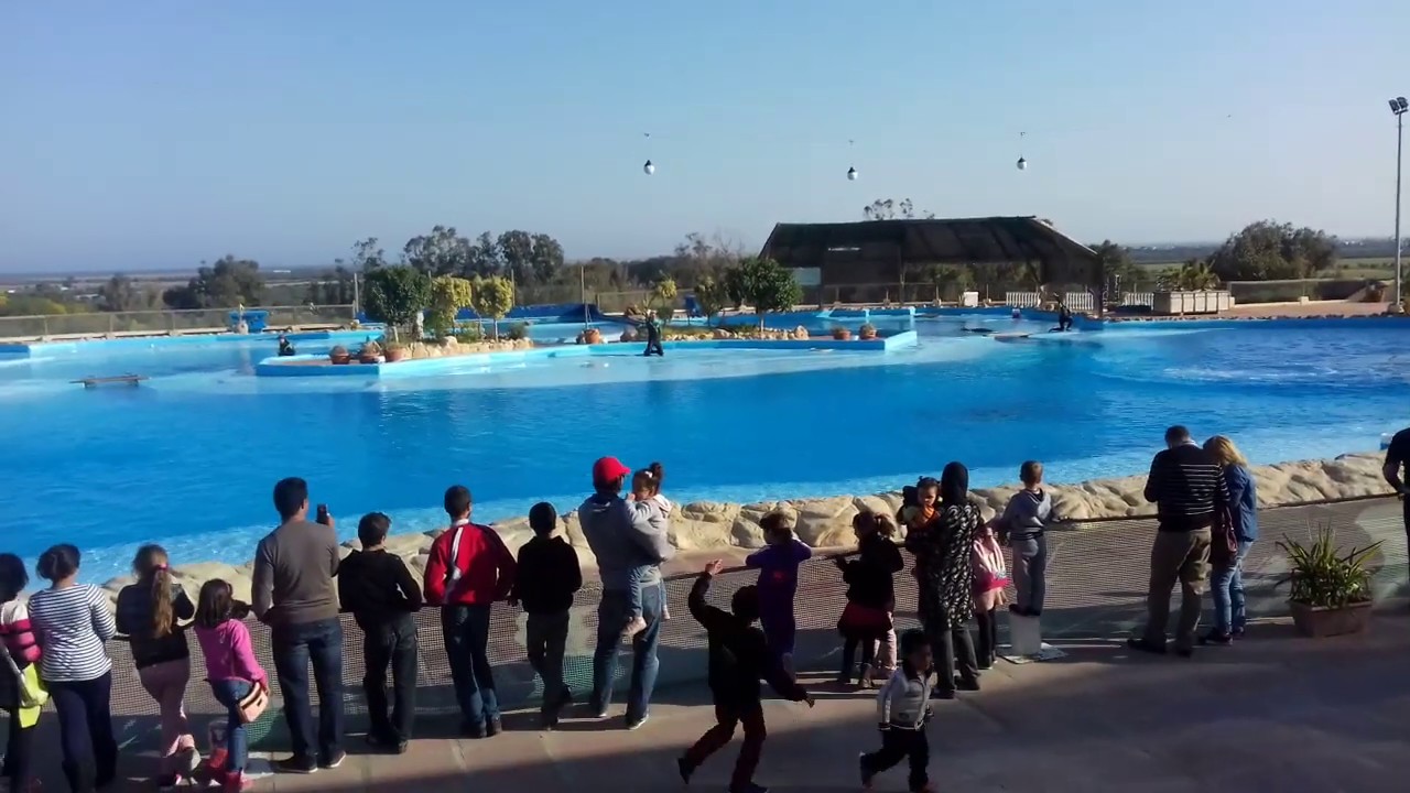 Dolphin show in Friguia Park Tunisia