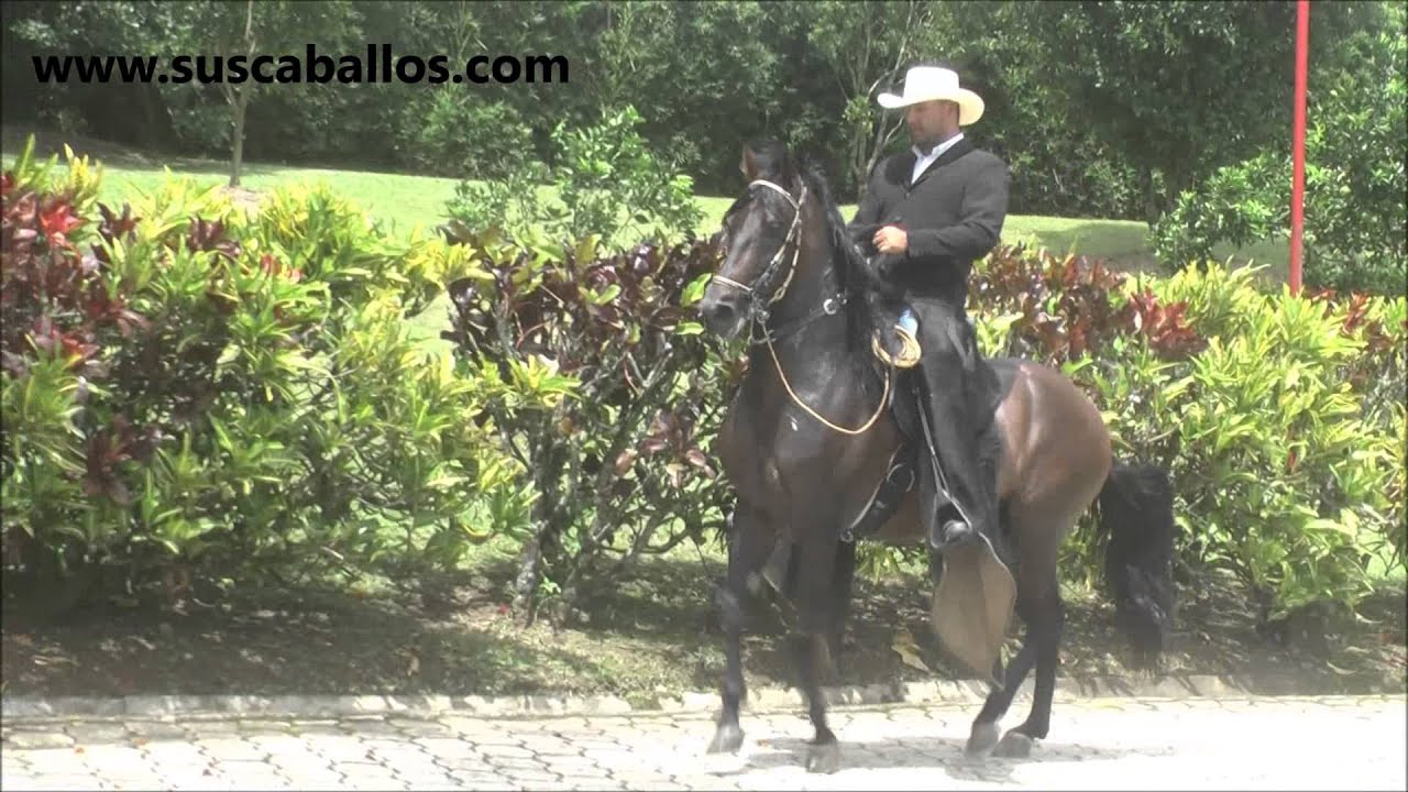 Karu de La Maquina (Prodigio de Maria Rosa x Poema de Los Sauces x Tayrona)
