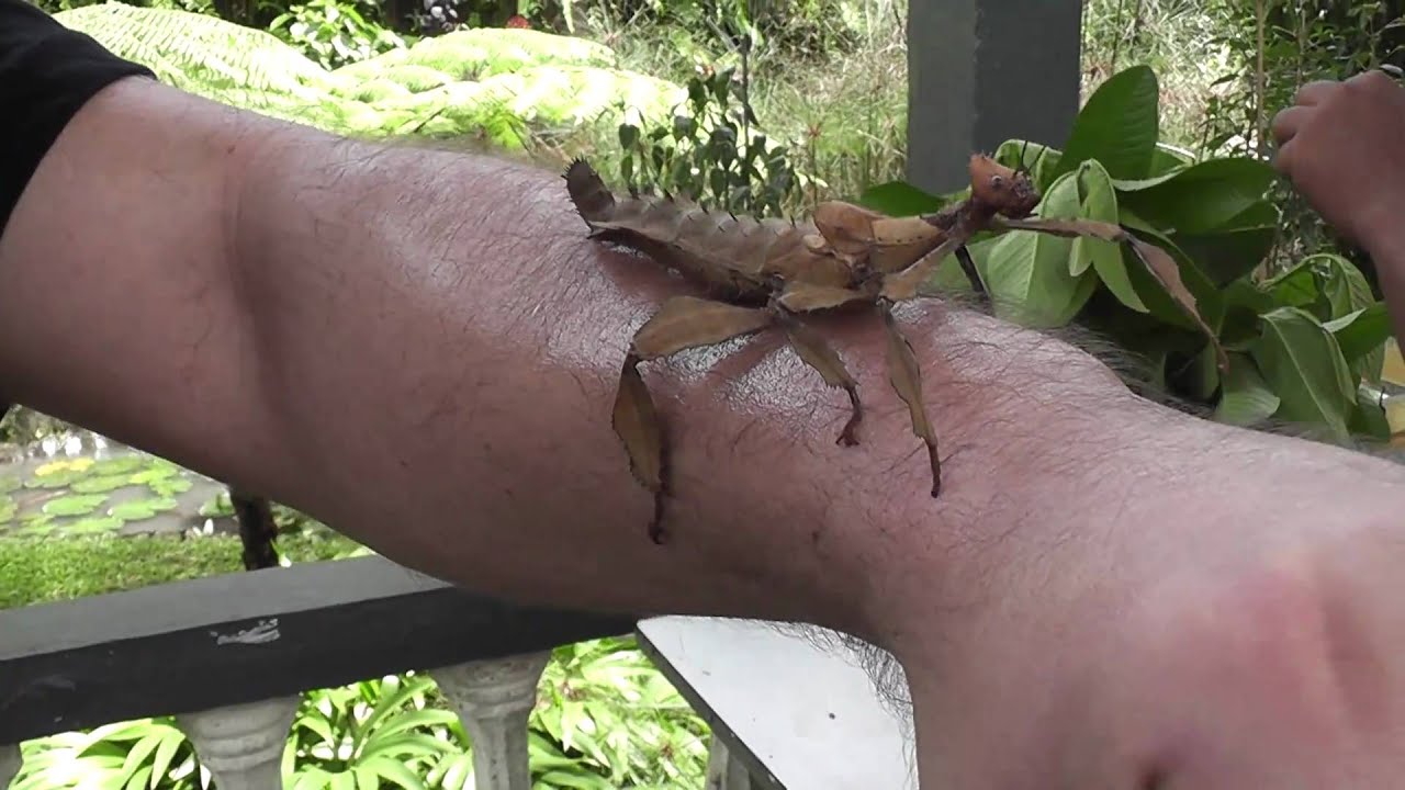Bali [HD] - Patyczak (Stick insect)