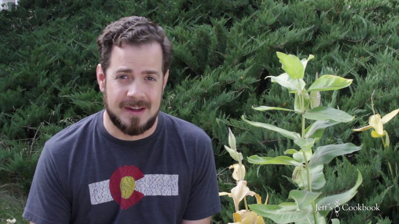 Harvesting and planting Milkweed seeds