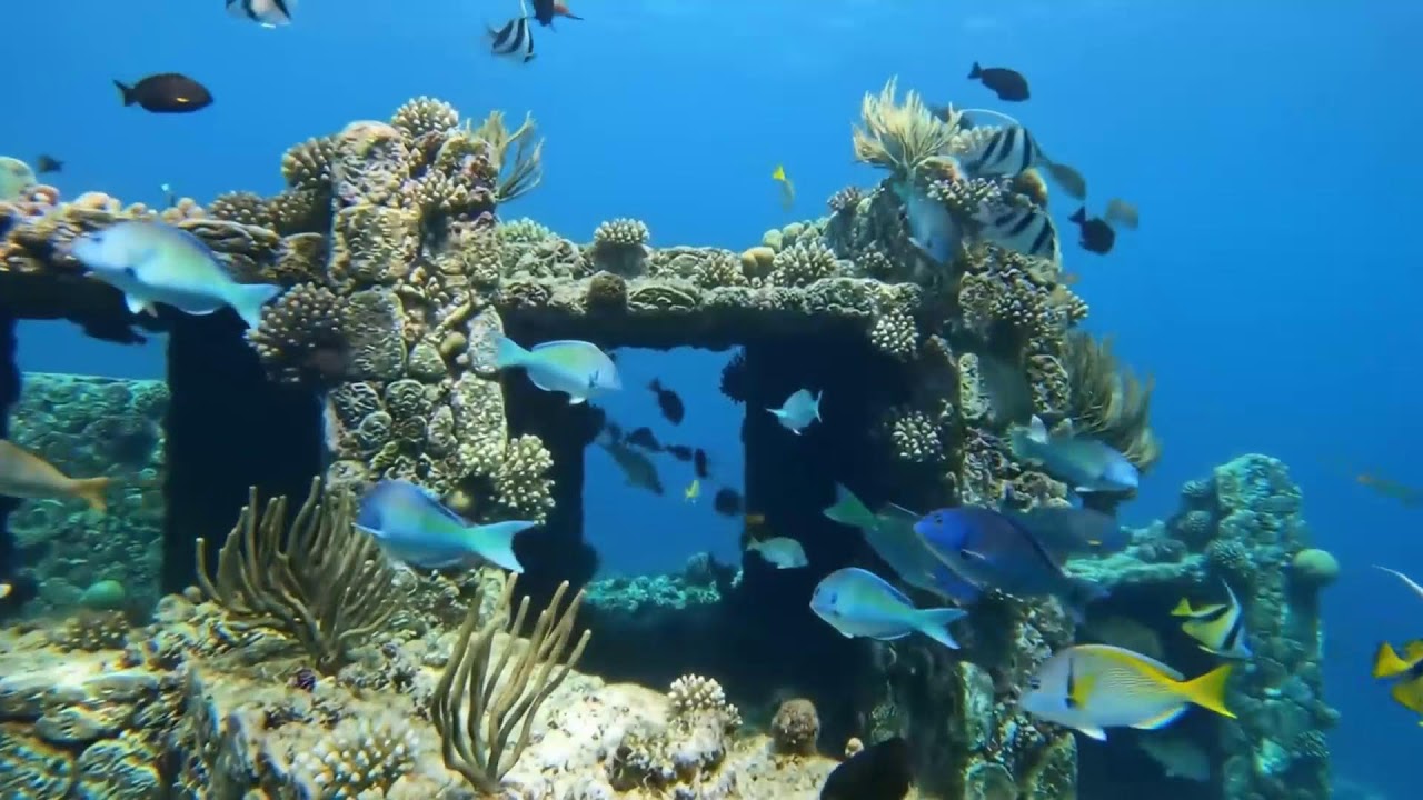 🌊 Underwater Paradise 4K – Beautiful Aquarium Fish with Relaxing Music for Sleep & Stress Relief