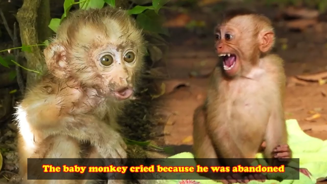 The abandoned orphan monkeys are so pitiful. They are very lonely and live in fear
