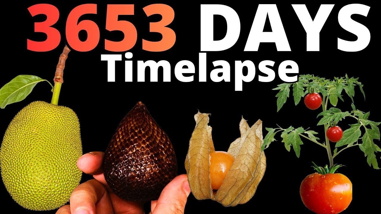 10 YEARS of Growing Plants in TIMELAPSE (Compilation)