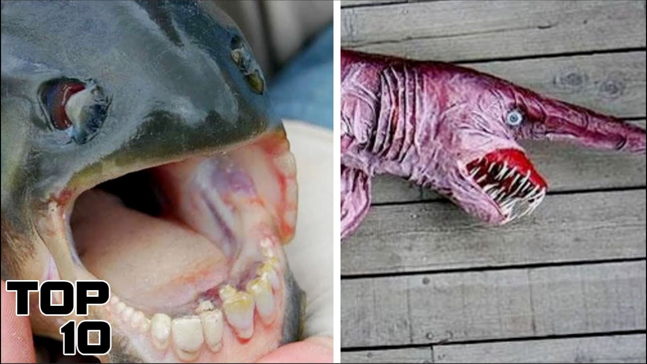 Top 10 Terrifying Creatures That Were Found Inside The Bermuda Triangle