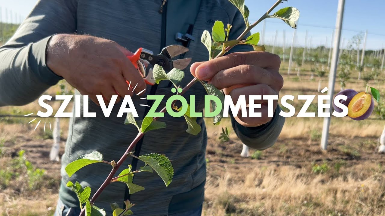 Szilva zöldmetszés ✂️ 🌿