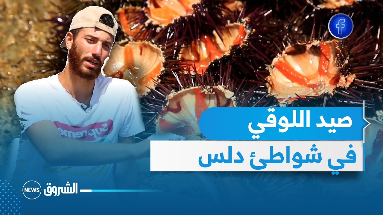 #خدمة_صيف| صيد اللوقي بالشواطئ الصخرية.. هواية شباب دلس