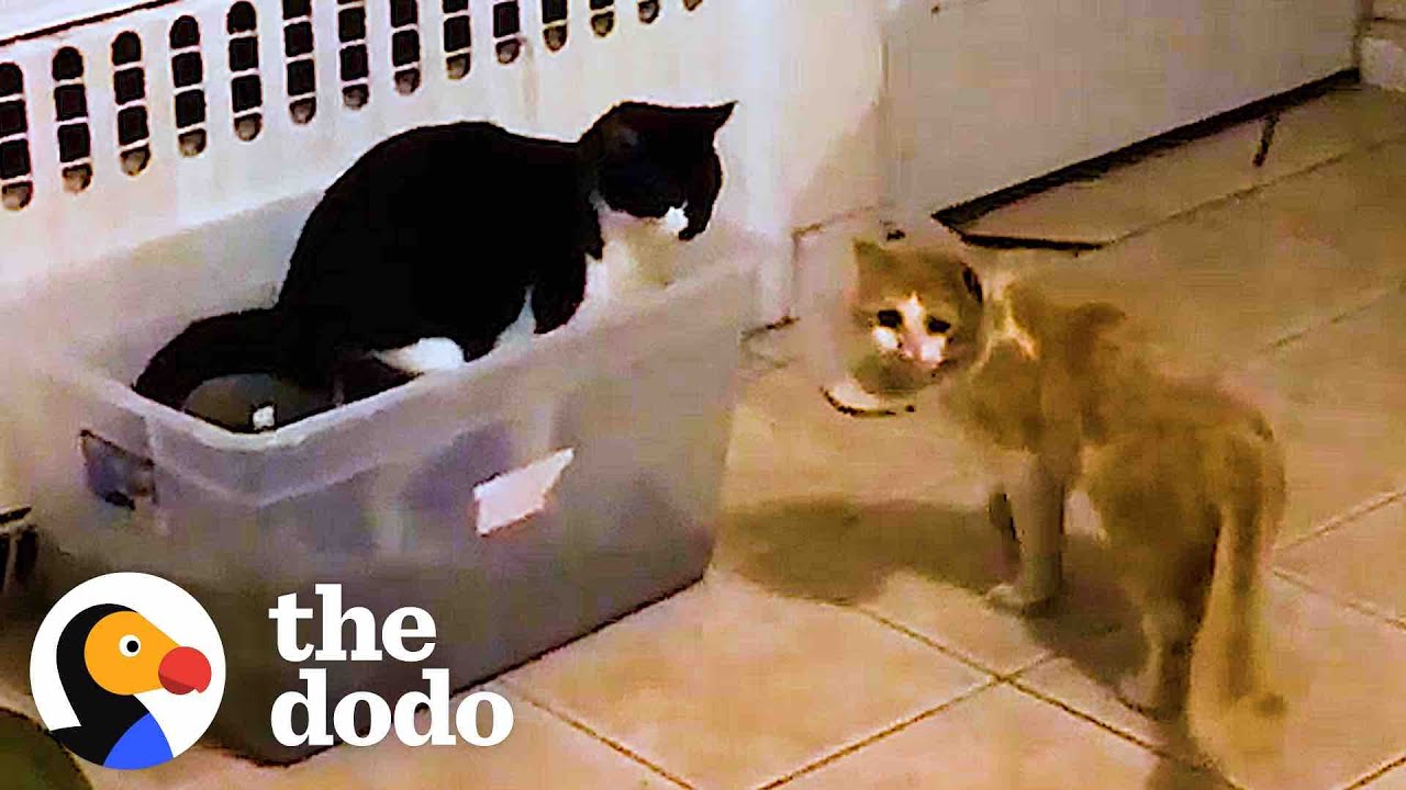 Starving Cat Shows Up To Guy’s Backyard Asking For Help | The Dodo Faith = Restored