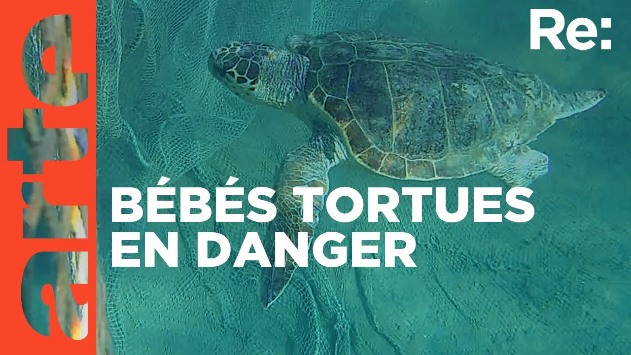M&eacute;diterran&eacute;e : tortues en danger ! | ARTE Regards