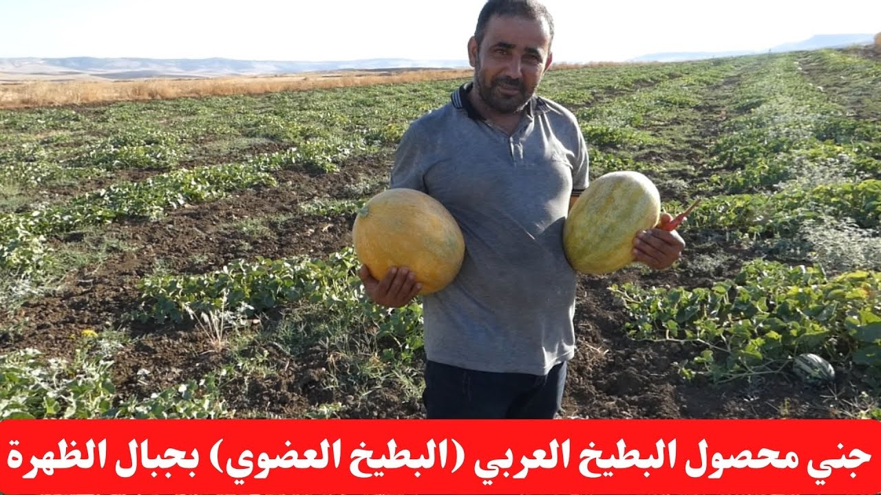 موسم حصاد البطيخ البلدي في الجزائر /Municipal watermelon harvest season in Algeria