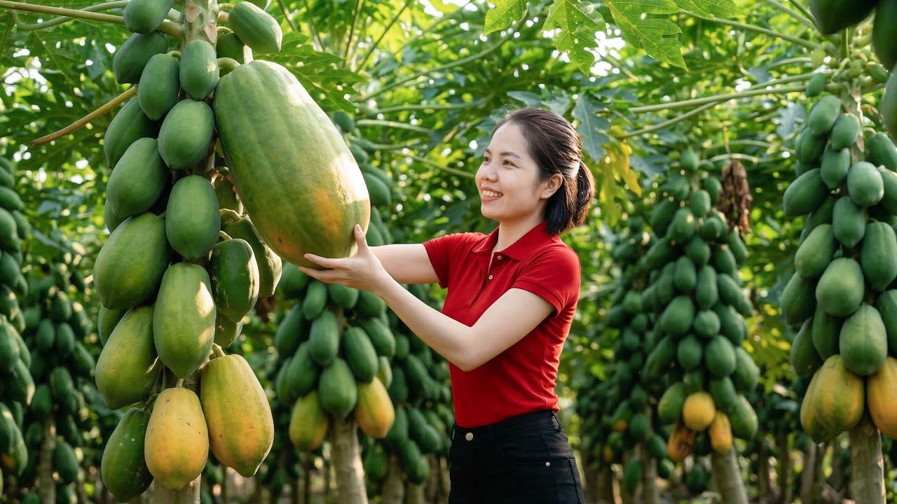 Harvesting Tons of Papayas from the Garden | Taking Them to the Market to Sell & Cooking