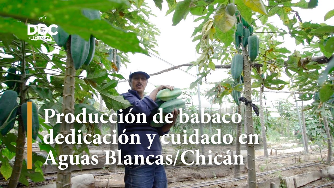 Producción de babaco dedicación y cuidado en Aguas Blancas/ Azuay/Paute/Chicán