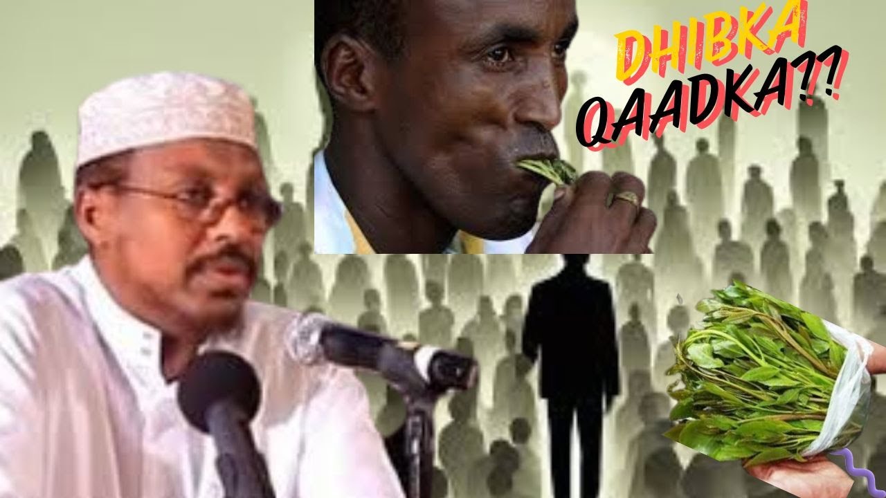 qaadka sheekh mustafe | dhibaatooyinka qaadka (KHAT). sheikh Mustafa and the disadvantages of khat.