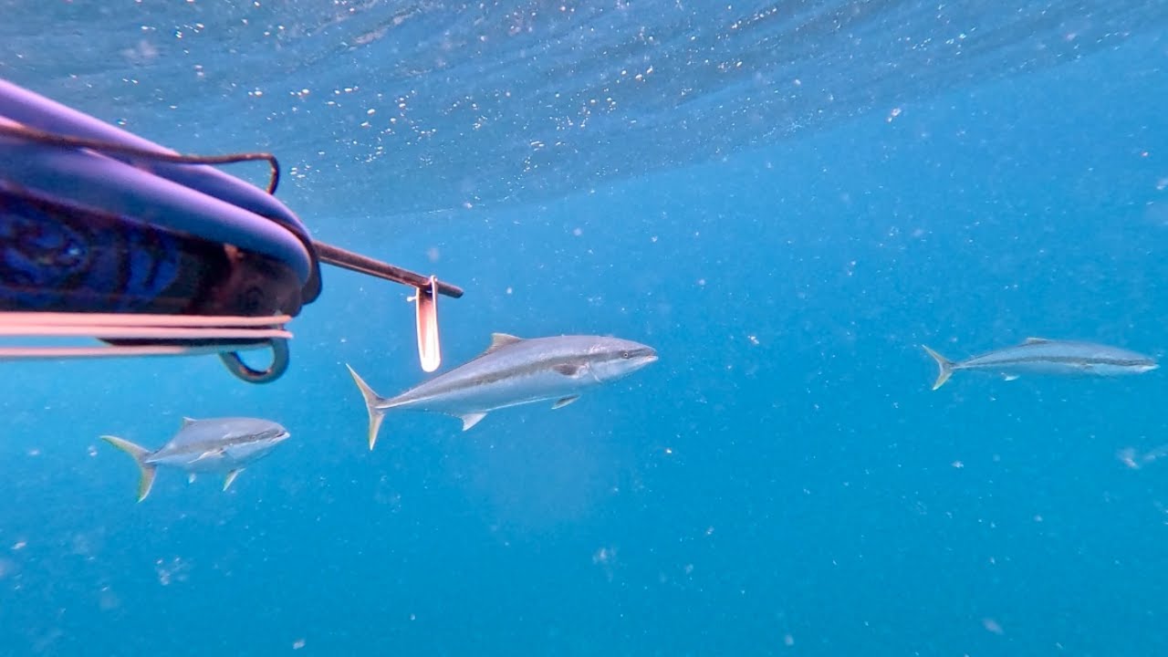 Spearfishing videos 2024 - Stephan Alberts