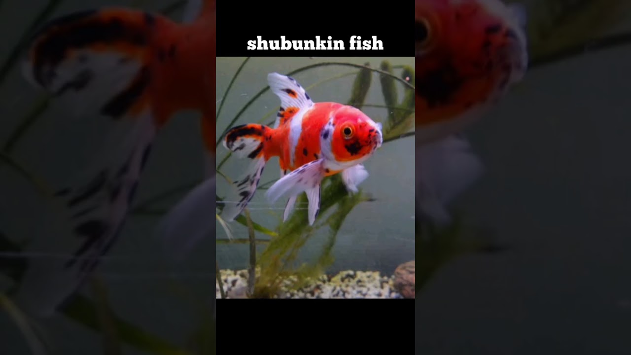 Goldfish Tank Mates