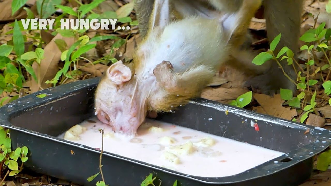 O.M.G poorest baby monkey Elpida very hungry to eat lots of food, Poor Elpida so starving
