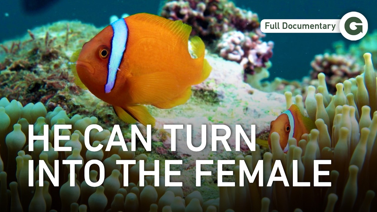The Strangest Mating Rituals in the Pacific: What Happens When They Breed? | Full Documentary