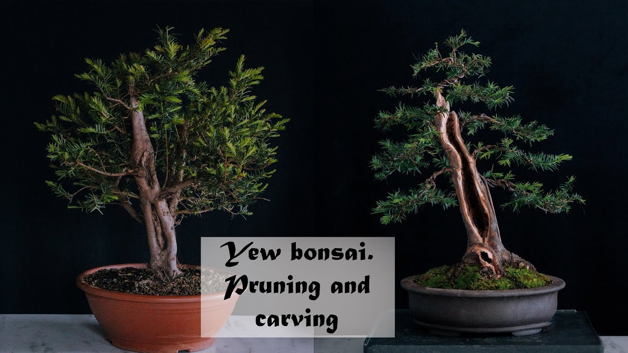 Making yew bonsai. Pruning and carving