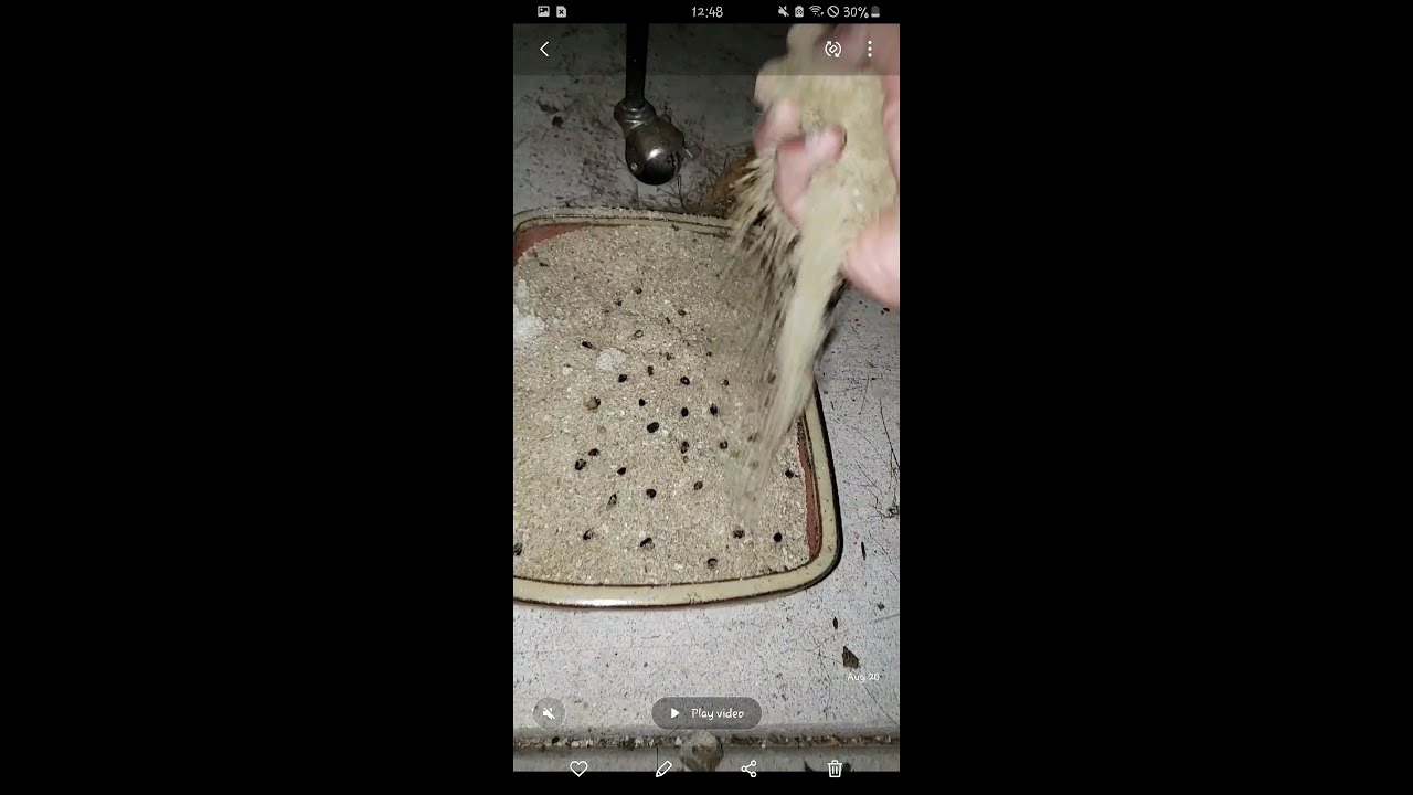 Time: Pygmy Date Palm FROM SEED to SEEDLING! (1 Month timelapse)