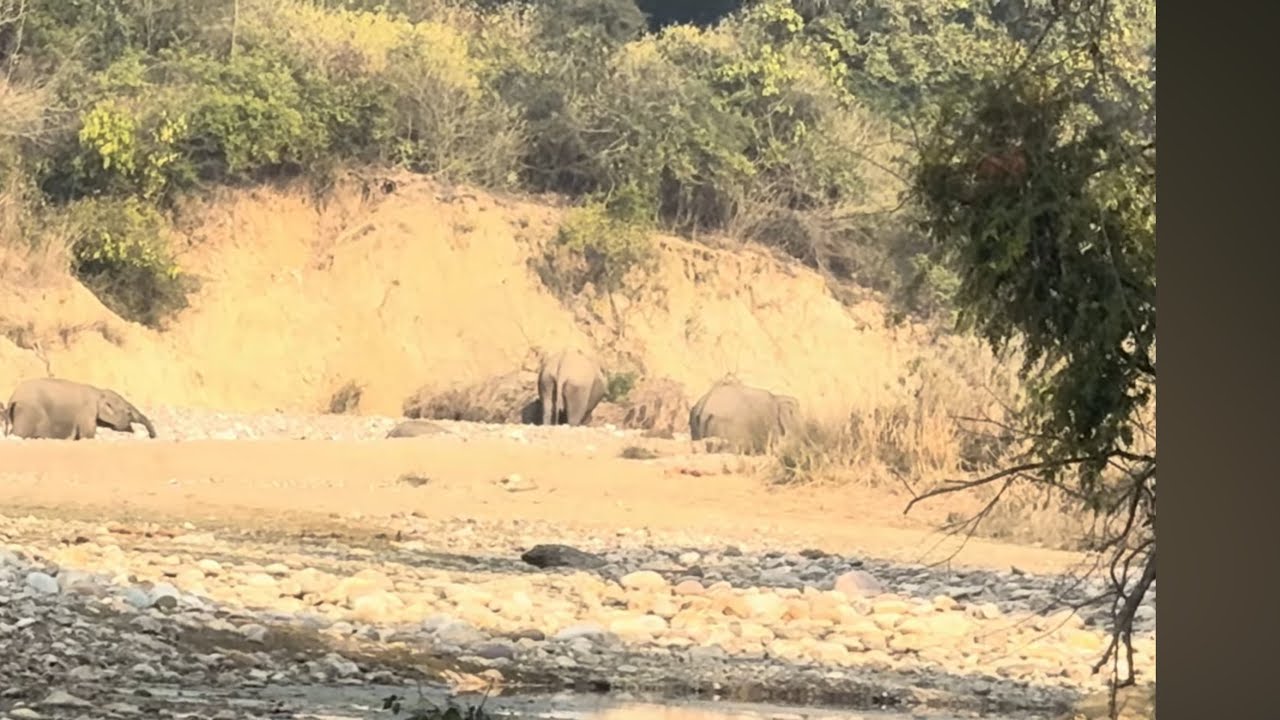 My new vlog jungle safari chilla dam haridwar rishikesh bta yo bhai kesa lga apko vlog like share