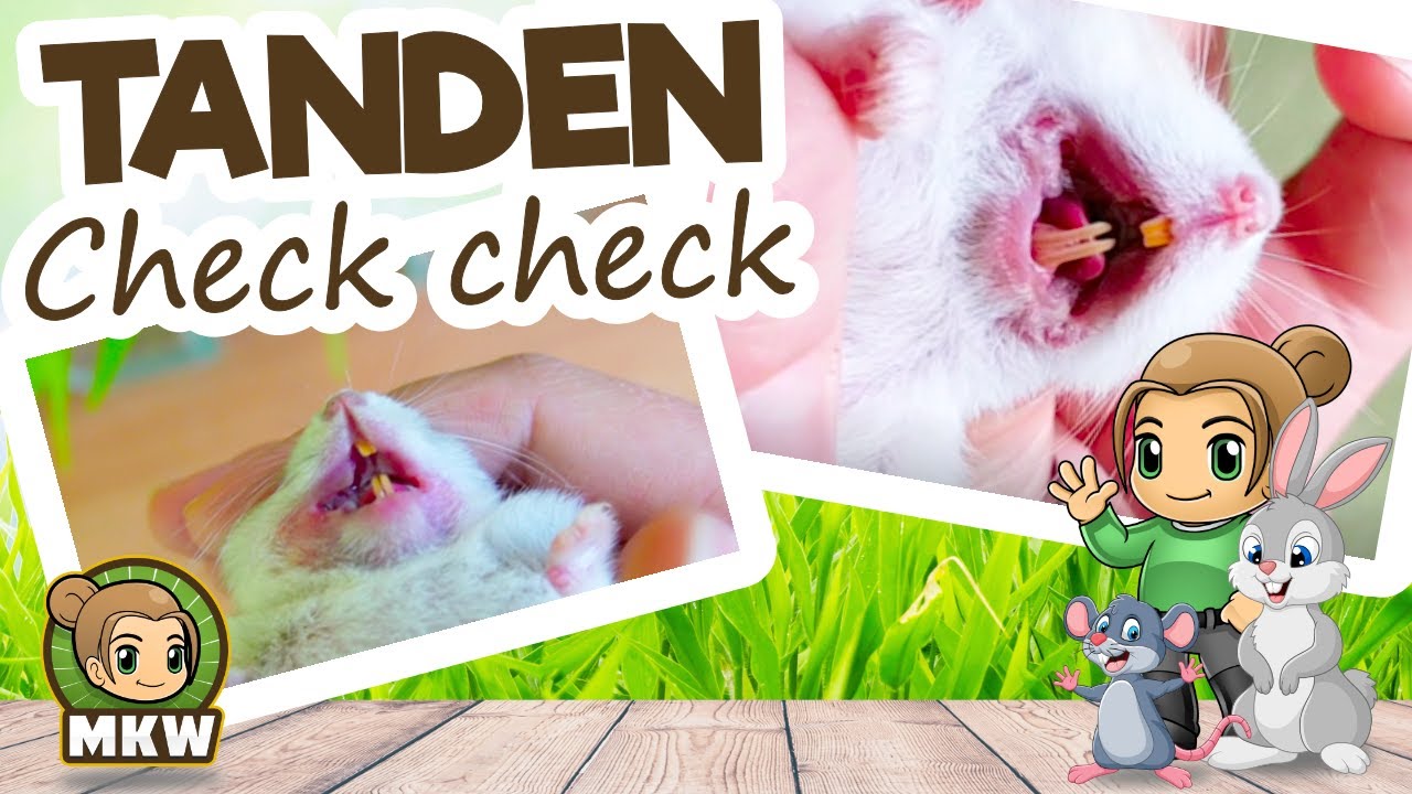 Zo controleer je de tanden van je hamster 🐹 Marika's Knaagdierwereld