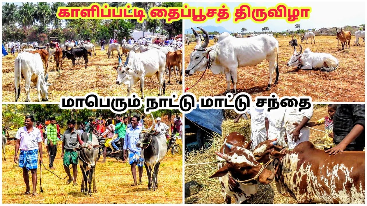 காளிப்பட்டி தைப்பூச திருவிழா நாட்டுமாட்டு சந்தை / Kalipatti  festival country cow market