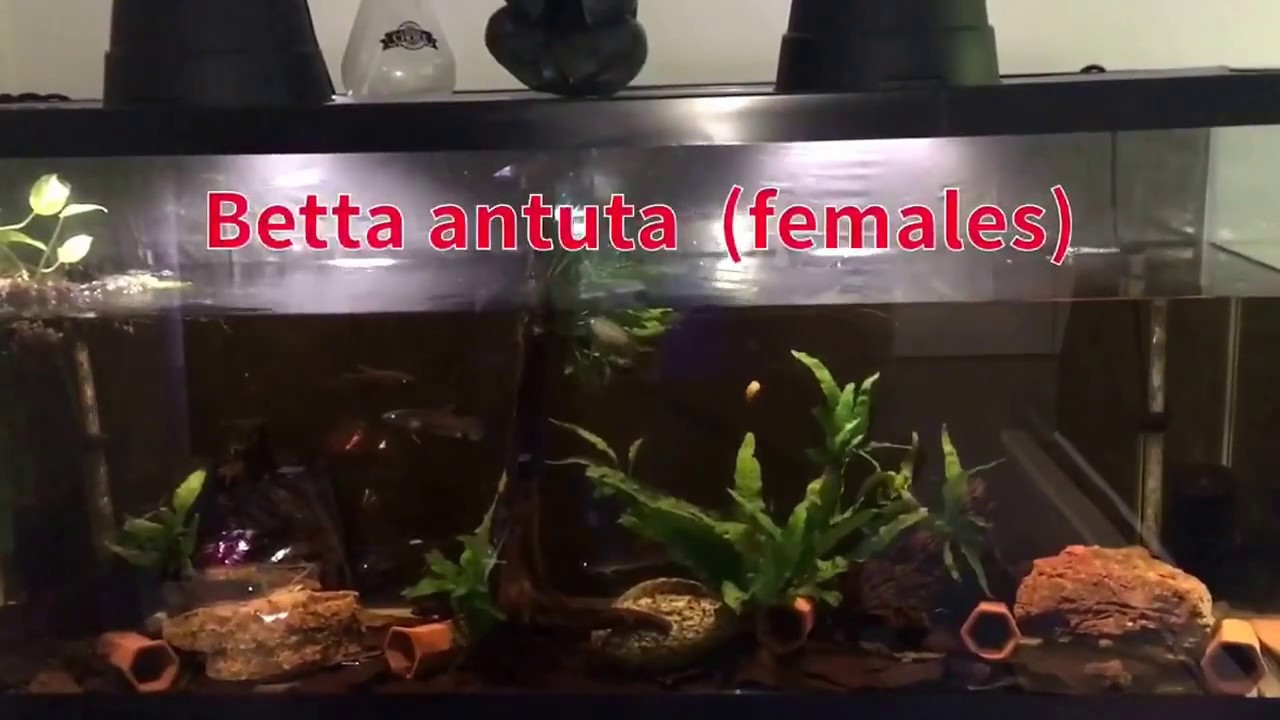 Wild Betta types 2