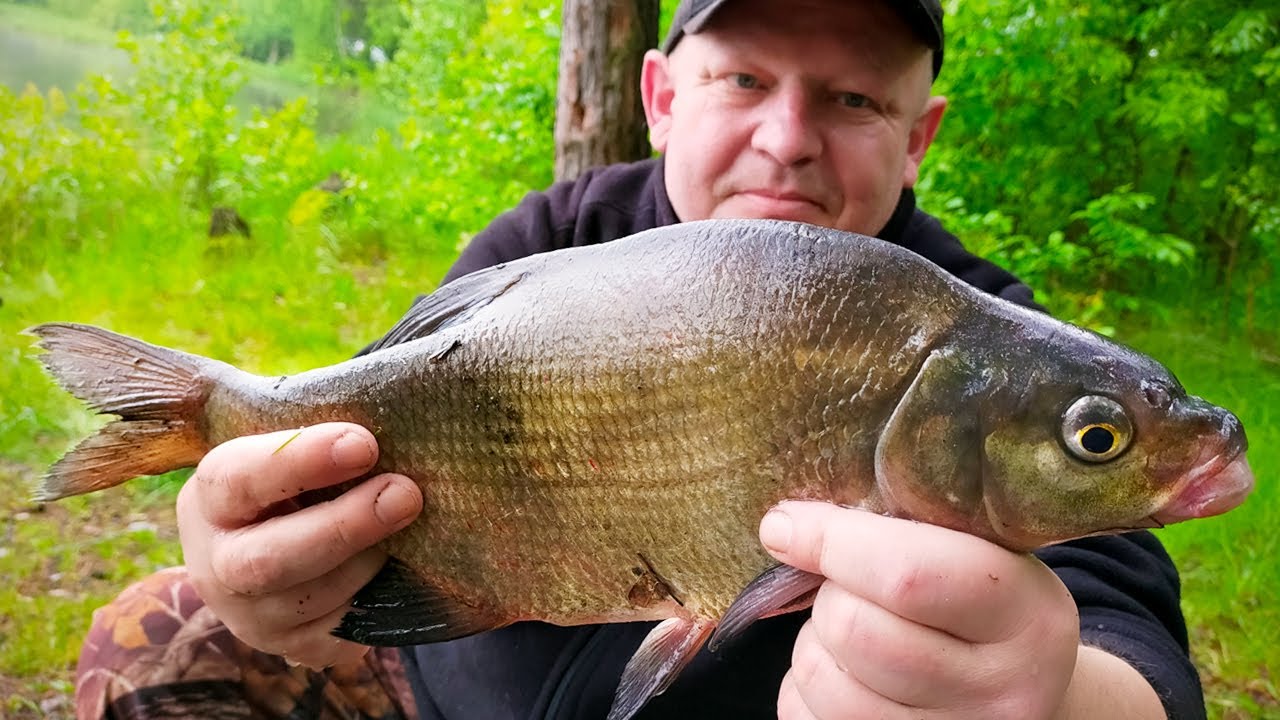 Gadzina węgorz i leszcze podczas deszczowej nocki / Wilcza Wola, wędkarstwo gruntowe