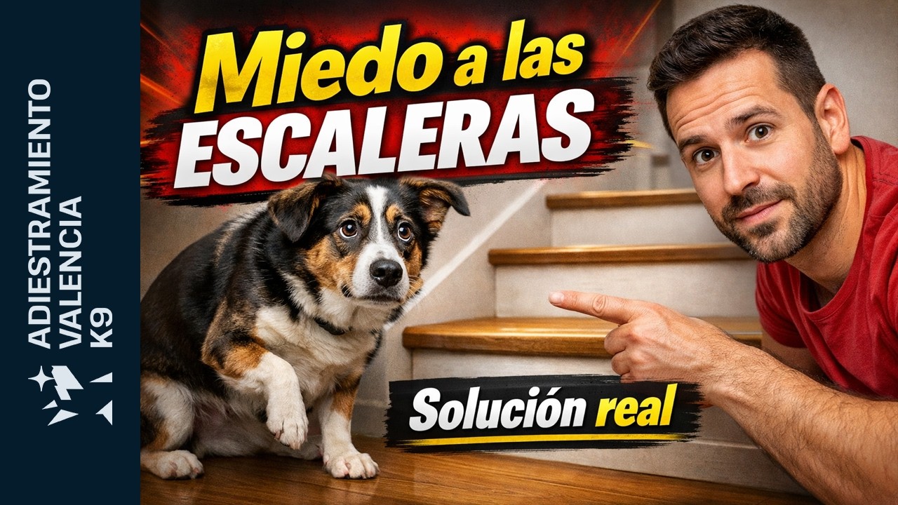Perro con miedo a las escaleras: solución profesional paso a paso