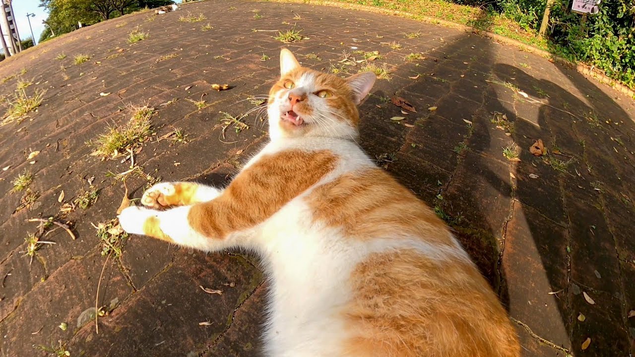 Был бездомный кот, который много говорил в парке, поэтому я пошел наденаде